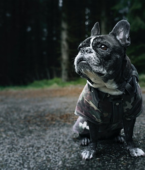Oudere franse bulldog hond