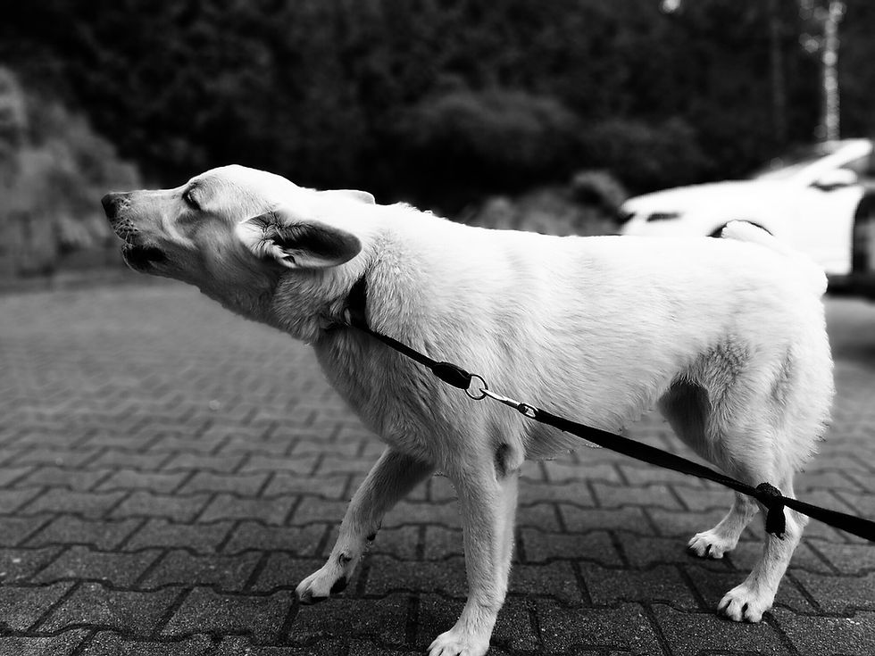 Uitvallende hond