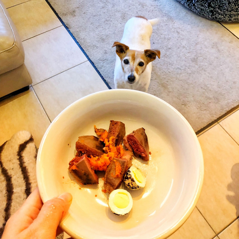 Hond met intoleranties