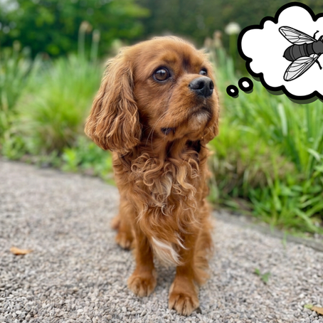 Hond met vliegenvangsyndroom