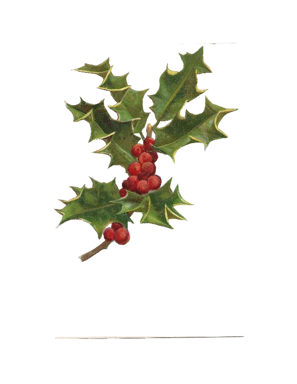 Holly Transparent background Junking Gypsies 2011 L.gif
