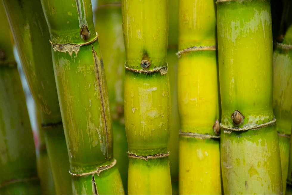 Bambú