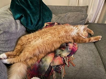 cat
