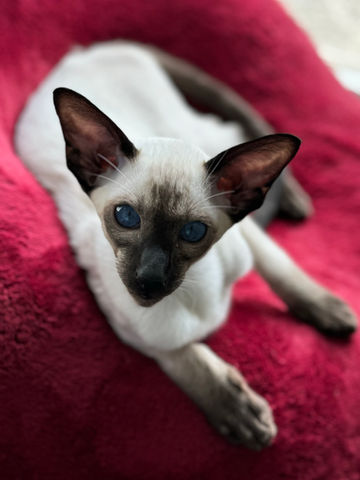 Siamese Cat