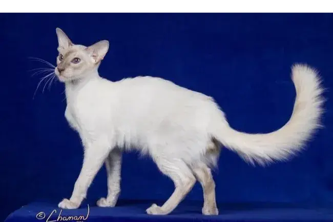 Lilac point Balinese male