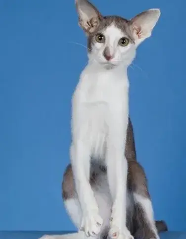 Lilac and white Oriental shorthair male