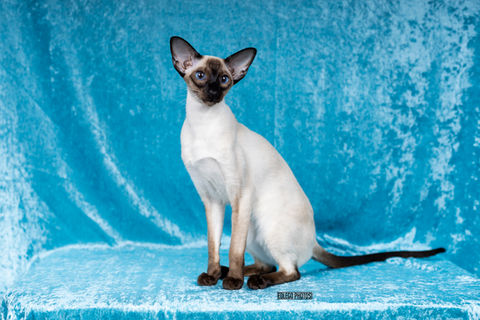 Siamese Cat