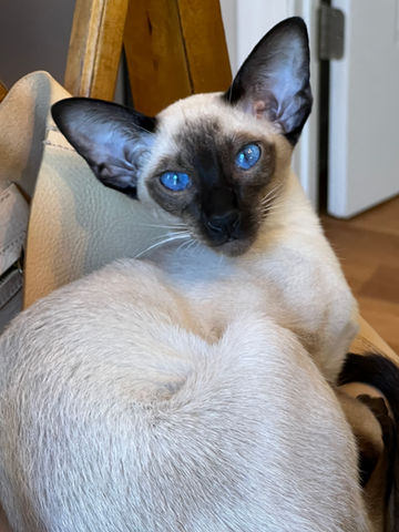 Siamese Cat