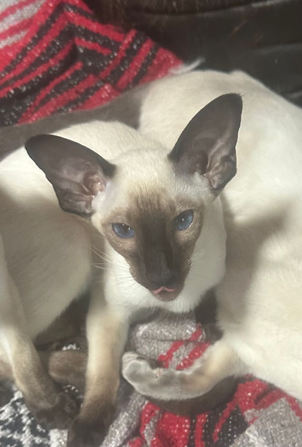 Siamese Kitten of Caru Cattery