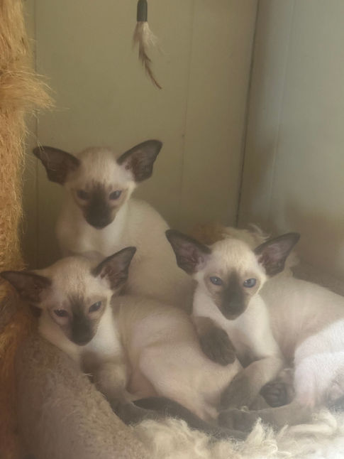 Siamese kittens