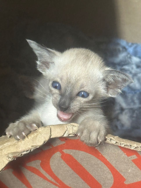 Siamese kitten of Caru Cattery
