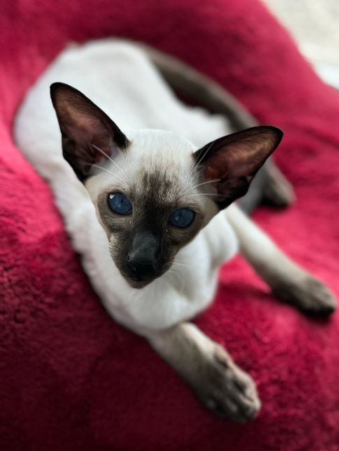 Siamese kitten of Caru Cattery