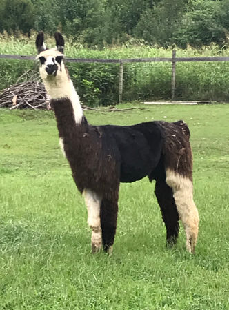 Female Llama