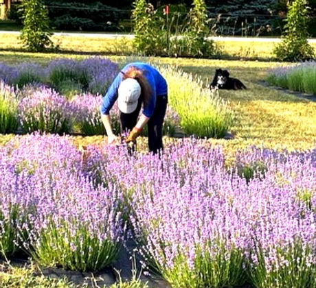 Harvesting lavender