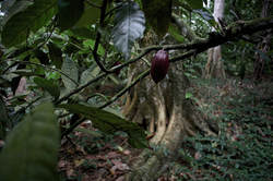 Floresta de Sombra