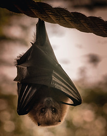 Bat Removal Kansas City