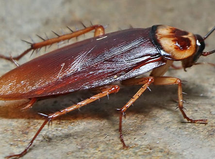 Cockroach.jpg