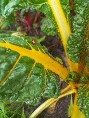 L'arche et la luciole (52).jpg