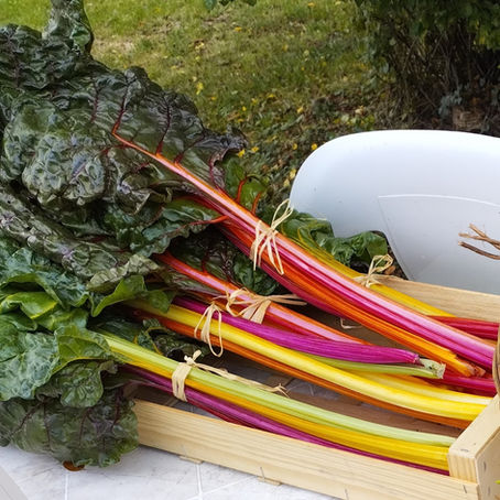 Poêlées de blettes et lardons