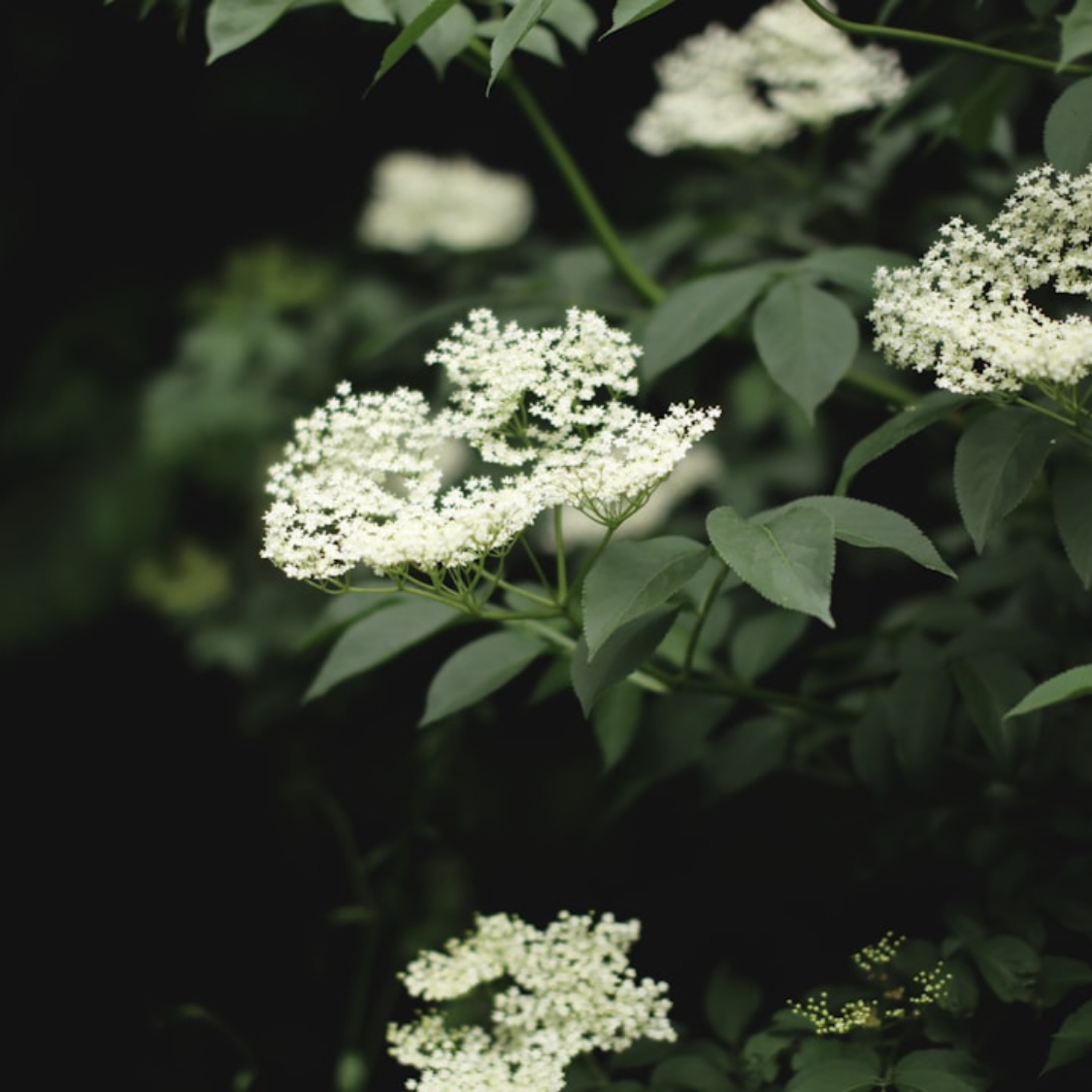Elderflower (Sambucus nigra)