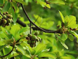 Bassia Longifolia (Ilupai): How Oraons of Chhotanagpur use it to their benefit