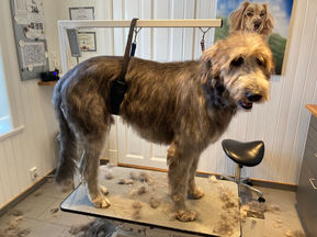 Sibylles Hundesalong / Ingen heksekunst