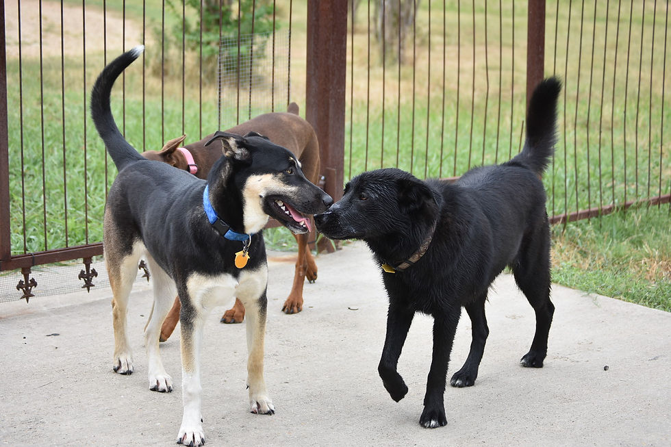 Dog social time