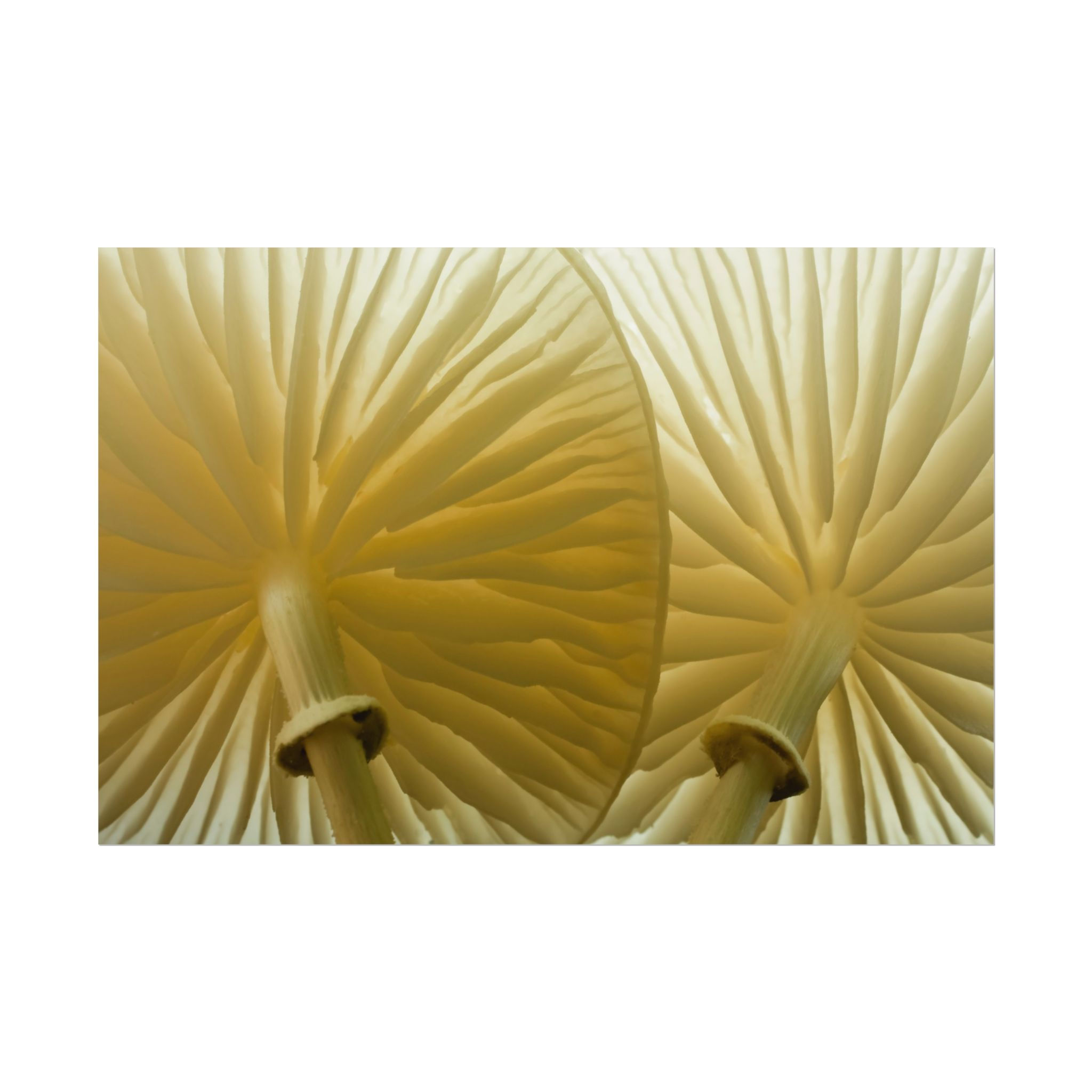Porcelaine fungi Gills Macro photographic print — Botanical Nature Wall Art