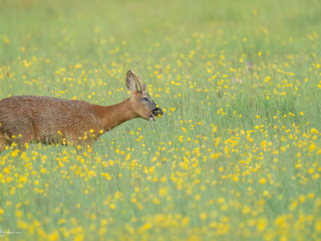 Roe deer in an Oxfordshire meadow, roe buck feeding amongst buttercups