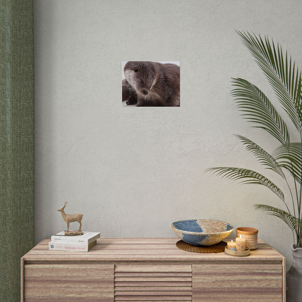 Thumbnail: European Otter — Wildlife Photographic Wall Art  print