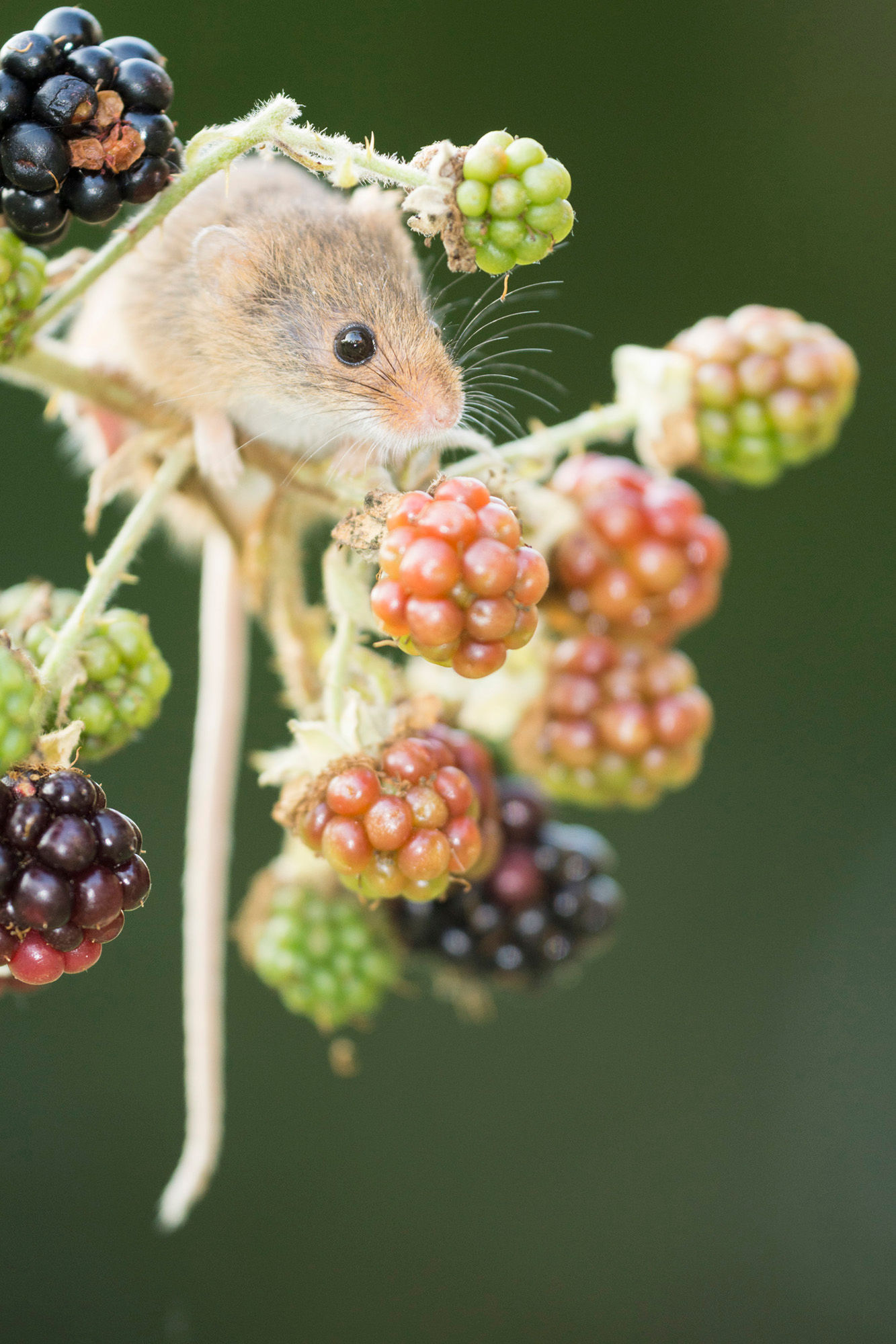 Harvest mouse, feeding on bramble bush diffuse green background,