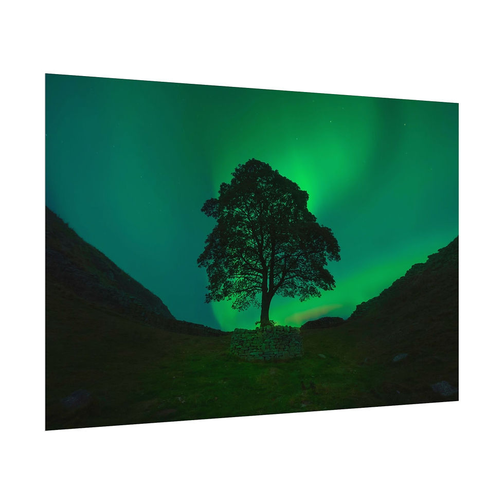 Thumbnail: Sycamore gap— Northern Lights Landscape Wall Art
