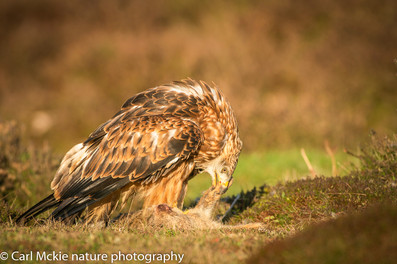 Red kite, Milvus milvus, with kill on rough heathland