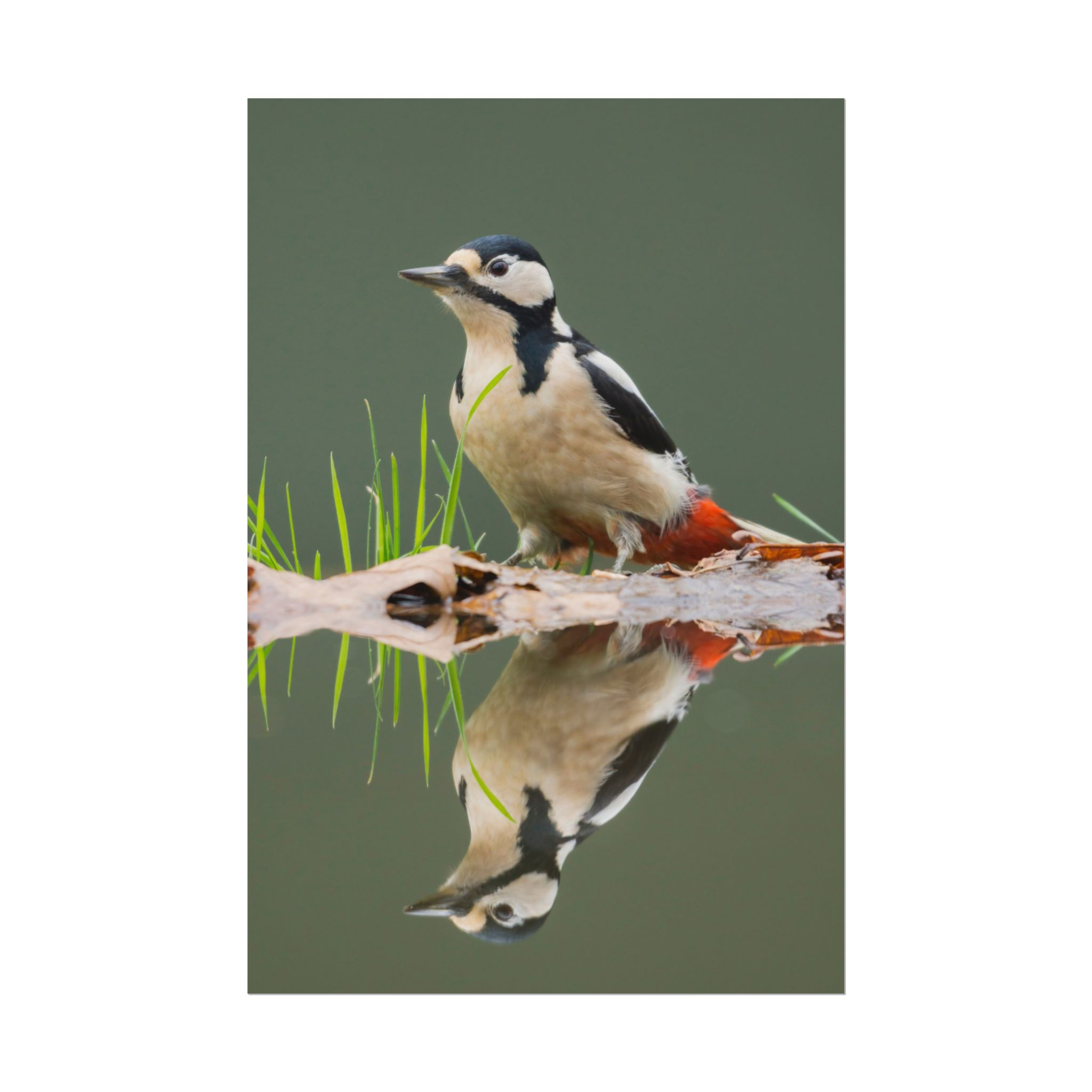 Woodpecker Reflection-Nature wall art