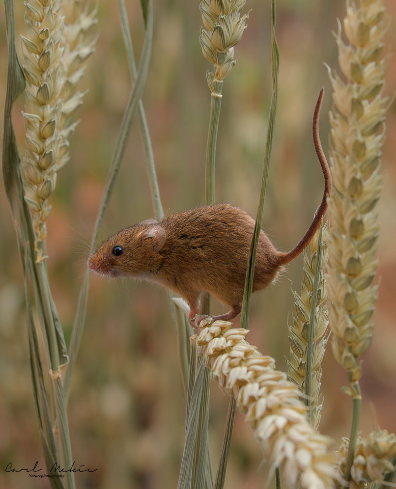 Brown mouse balancing on wheat stalks in a blurred grain field, with Carl McKie Naturephotography watermark at bottom left.