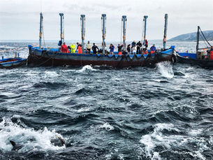Pesca del atún salvaje de almadraba. 