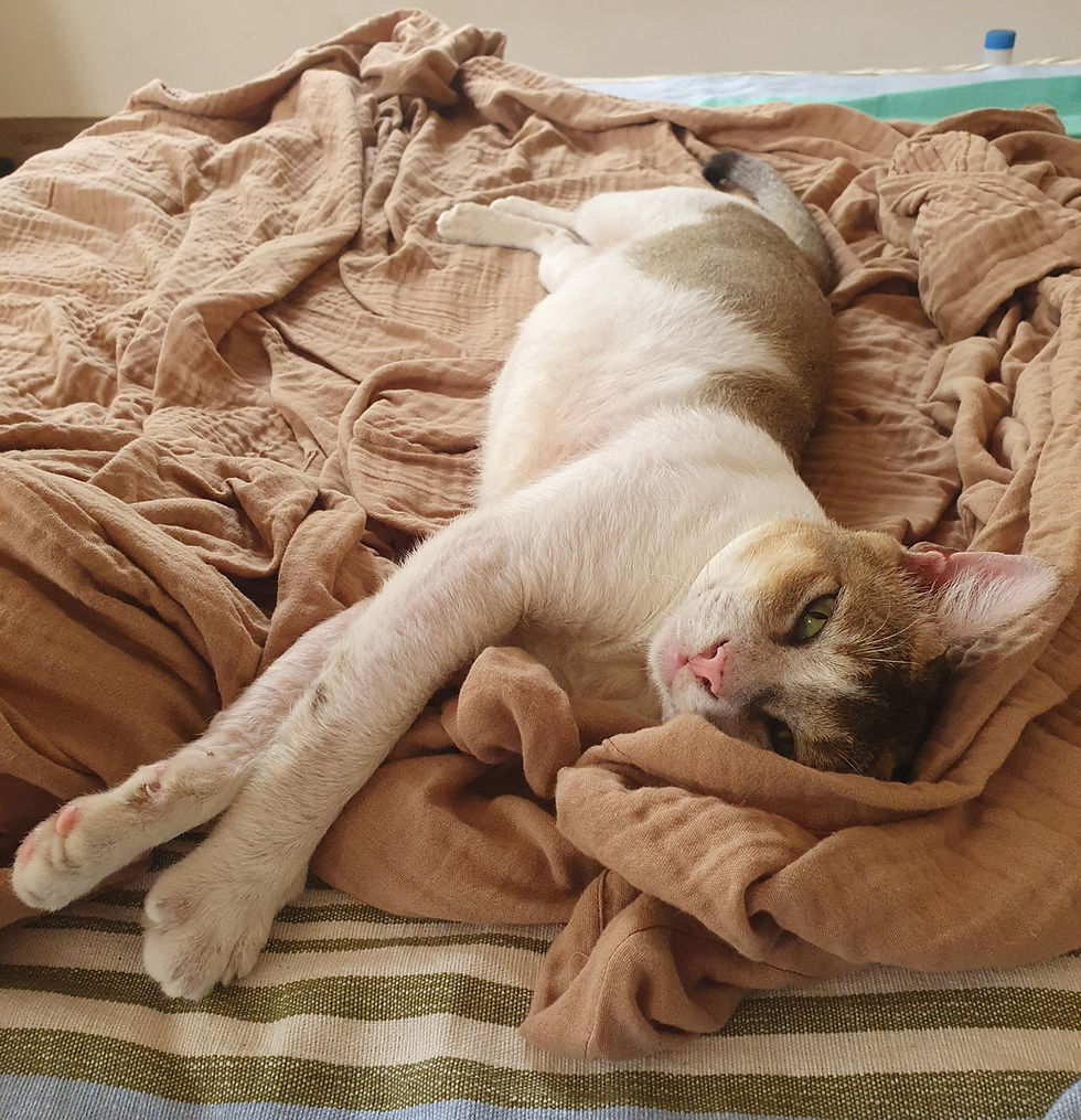 Thumbnail: Premium Kitty Sheet