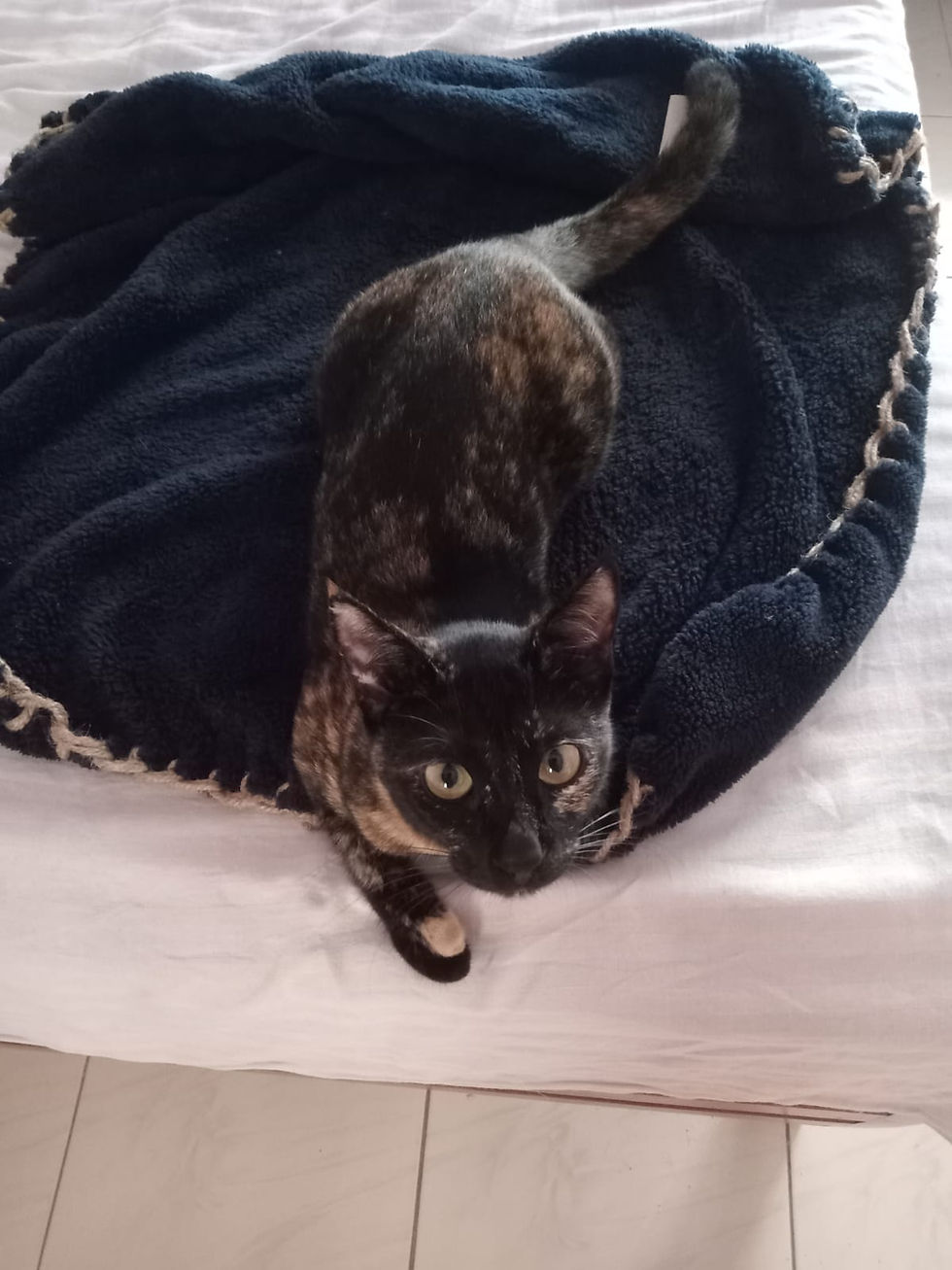 Thumbnail: Kitty Blanket