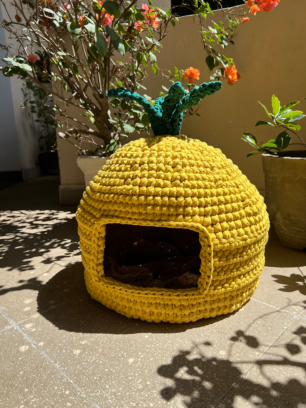 Thumbnail: 🍍The Pineapple Cat House