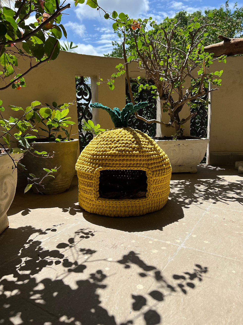 Thumbnail: 🍍The Pineapple Cat House