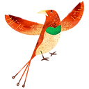 Colorful Bird