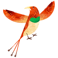 oiseau coloré