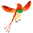 oiseau coloré