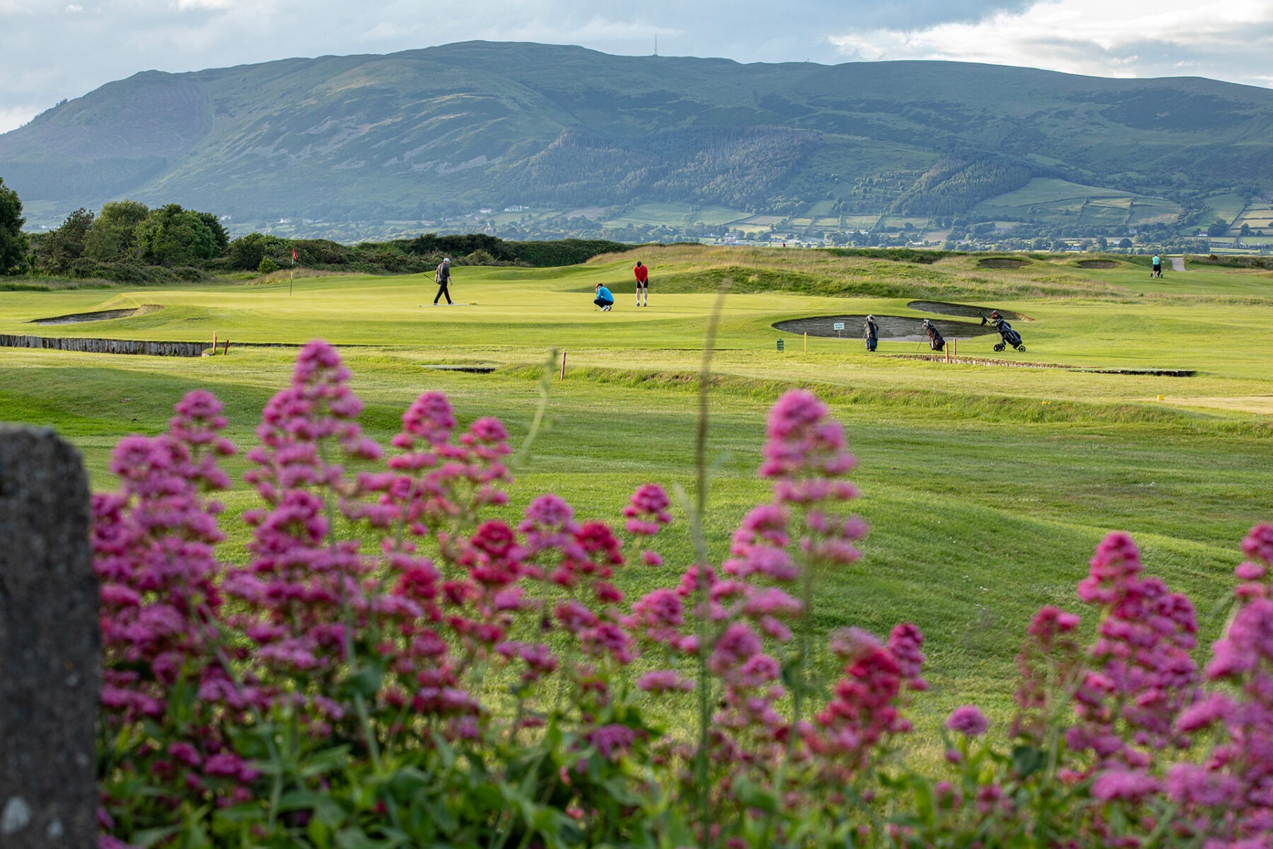 The 10th green at Greenore Golf Club with the Mourne Mountains behind