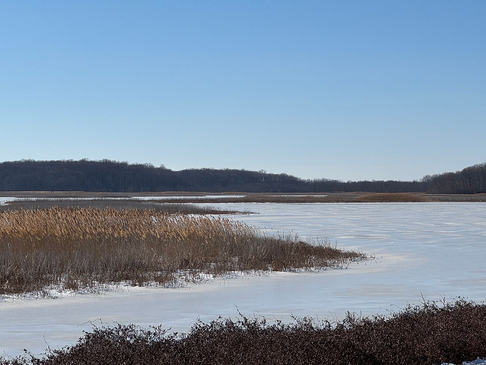 fresh water pools, saltwater tidal marshes, grasses in bombay hook delaware. Winter scene