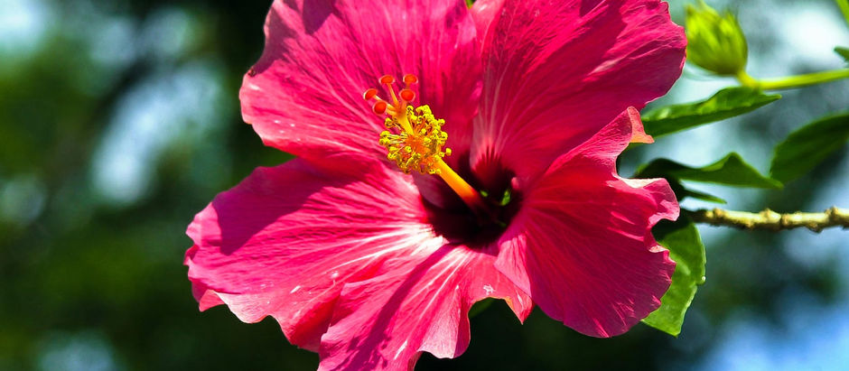 10 Tips pa un jardin cu mas flor