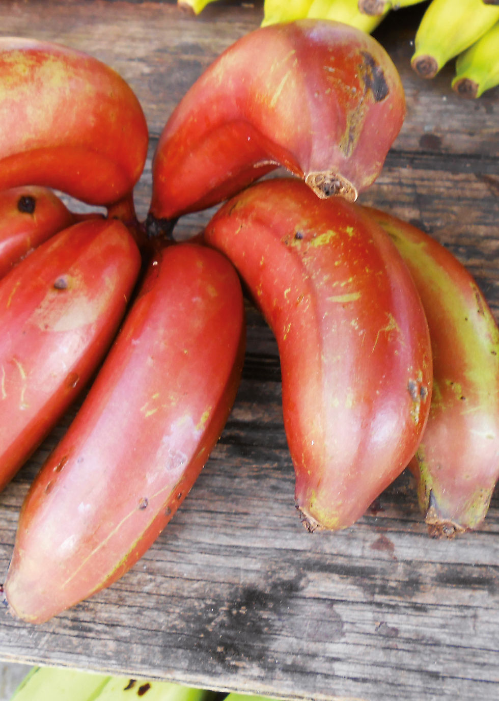 Thumbnail: Tan Rosie Caribbean Kitchen Recipe Book