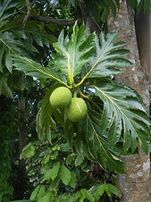 Caribbean Fruit & Vegetable Information
