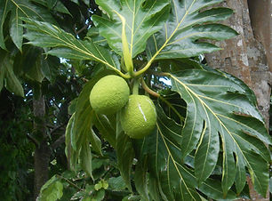 Caribbean Fruit & Vegetable Information