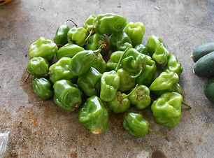 Caribbean Fruit & Vegetable Information